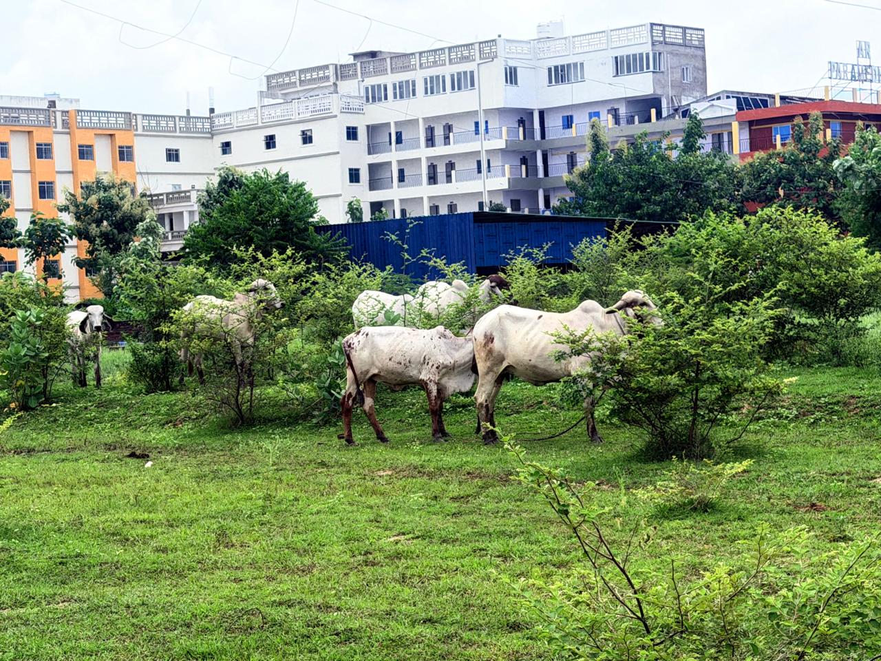 Gaushala related image
