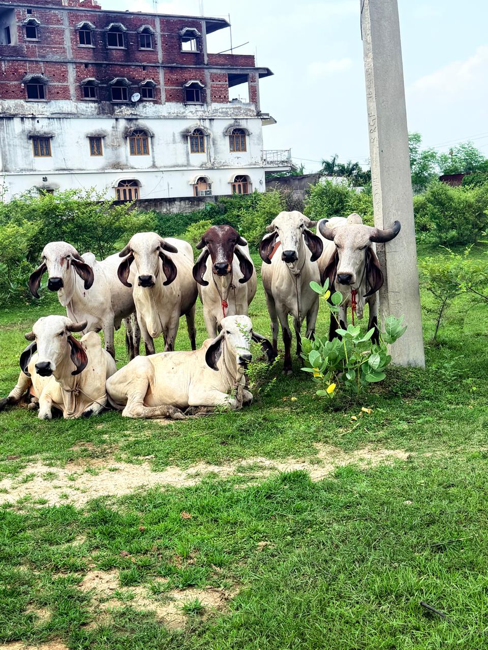 Gaushala related image