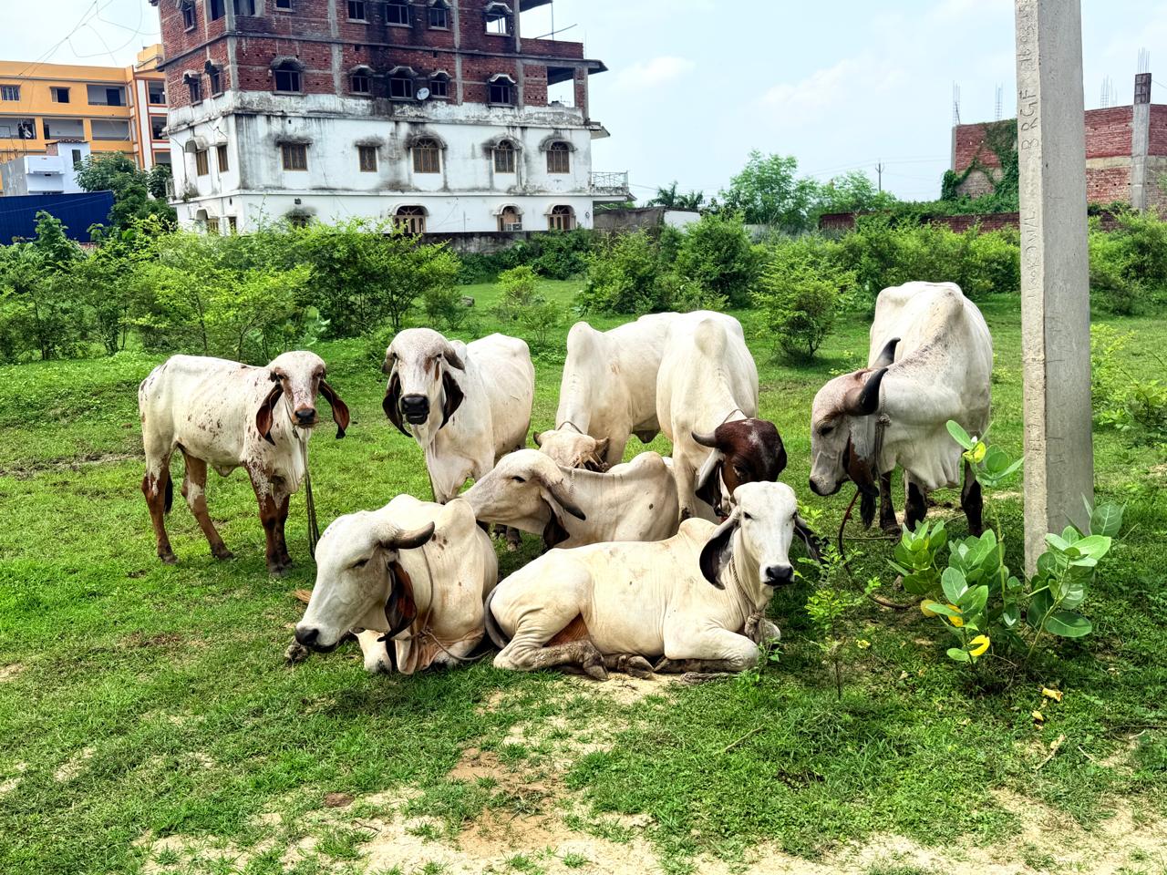 Gaushala related image