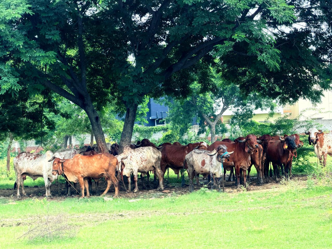 Gaushala related image
