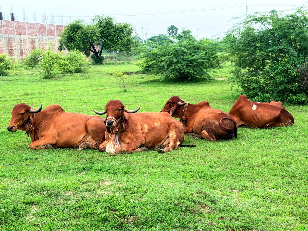 Gaushala related image